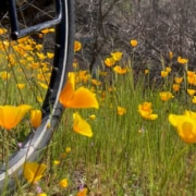 poppies and bikes