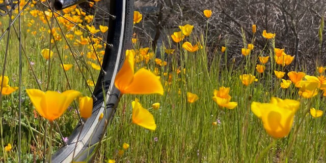 poppies and bikes
